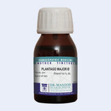 Plantago major Q