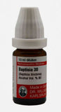 Baptisia